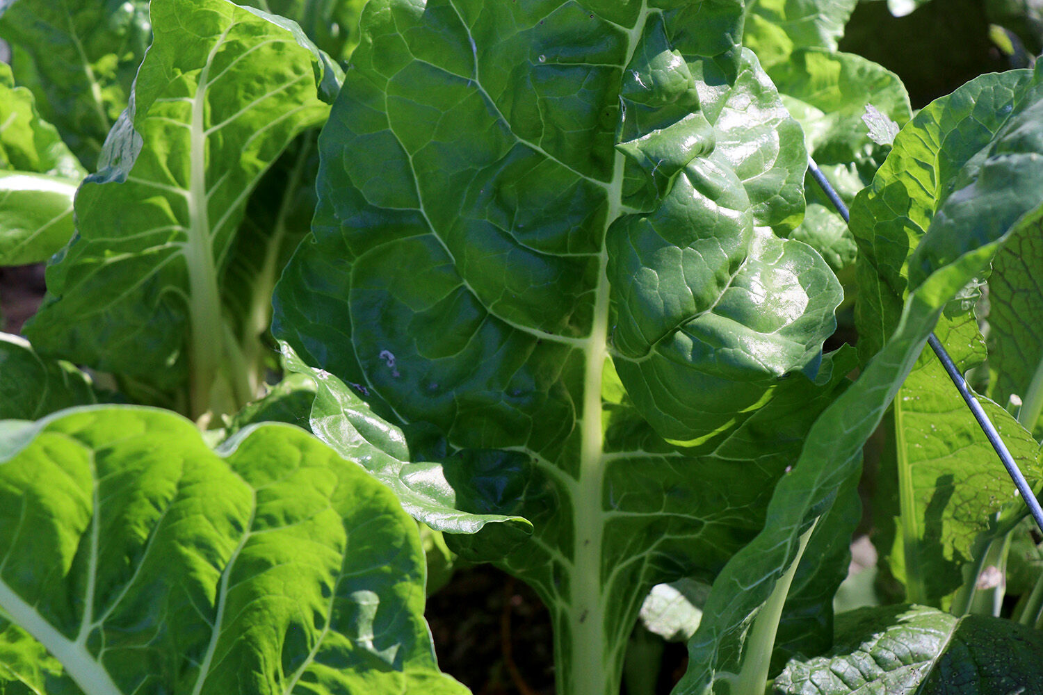 chard